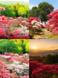 茨城：花海與自然的奇幻之旅