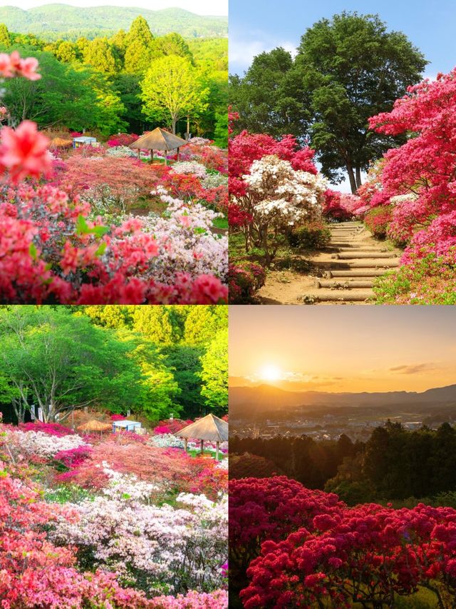 茨城：花海與自然的奇幻之旅