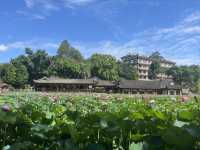 夏日賞荷，感受一份美好與寧靜