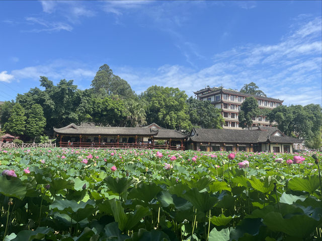夏日賞荷，感受一份美好與寧靜