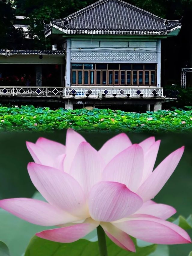 廣州夏日賞荷，人少景靚仲初戀