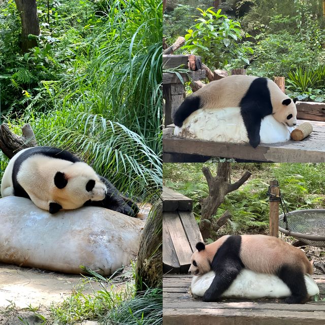 廣州長隆 | 熊貓冰爽夏日全攻略，萌趣又清涼