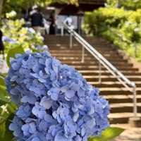 【東京周邊隱世賞花地！本土寺紫陽花美到似動畫場景！】