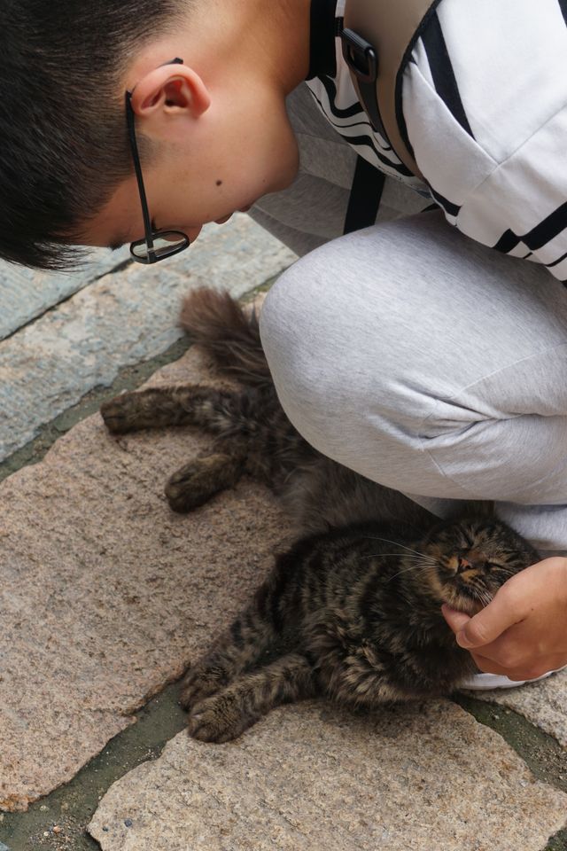 五臺山貓主子們的佛系生活