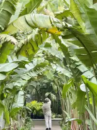 三月來崇左｜住進山水畫的正確姿勢