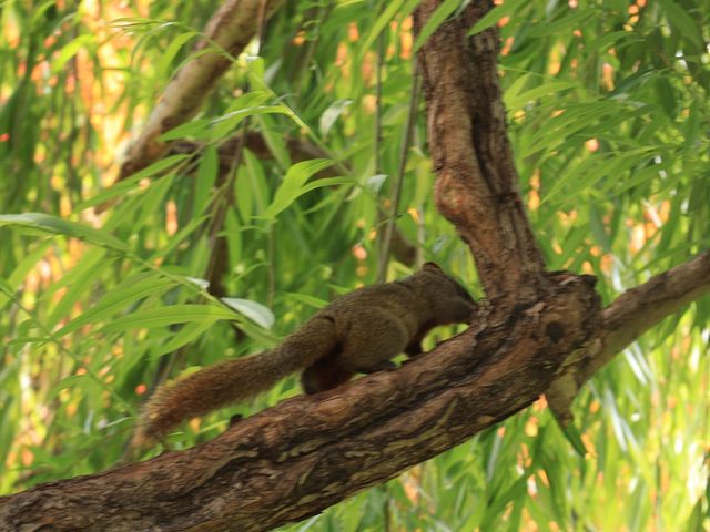昆明靈魂的後花園——翠湖公園