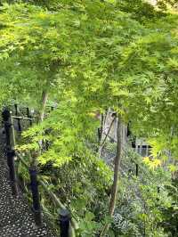 🌿 Hasedera Temple Garden: Where Zen Harmony Paints in Endless Green! 🍃