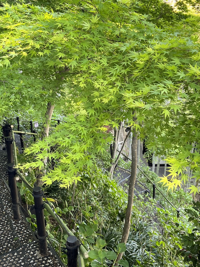 🌿 Hasedera Temple Garden: Where Zen Harmony Paints in Endless Green! 🍃
