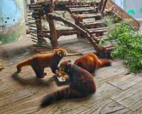 濟南動物園新晉頂流！2個月的小象寶寶必看，治癒一切不開心！