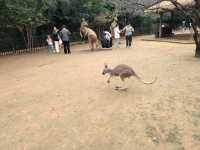 #濟南野生動物世界｜與梅花鹿0距離貼貼攻略 自駕+步行雙體驗！保姆級攻略收好！ 濟南野生動物園