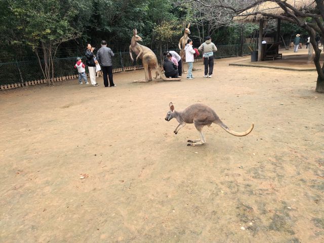 #濟南野生動物世界｜與梅花鹿0距離貼貼攻略 自駕+步行雙體驗！保姆級攻略收好！ 濟南野生動物園