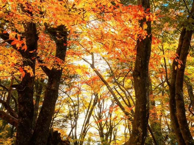 帶三娃嗨玩光霧山!紅葉+飛車+親子趣遊,爸媽不費勁兒還出片 帶三娃嗨玩光霧山!紅葉+飛車+親子趣遊,爸媽不費勁兒還出片