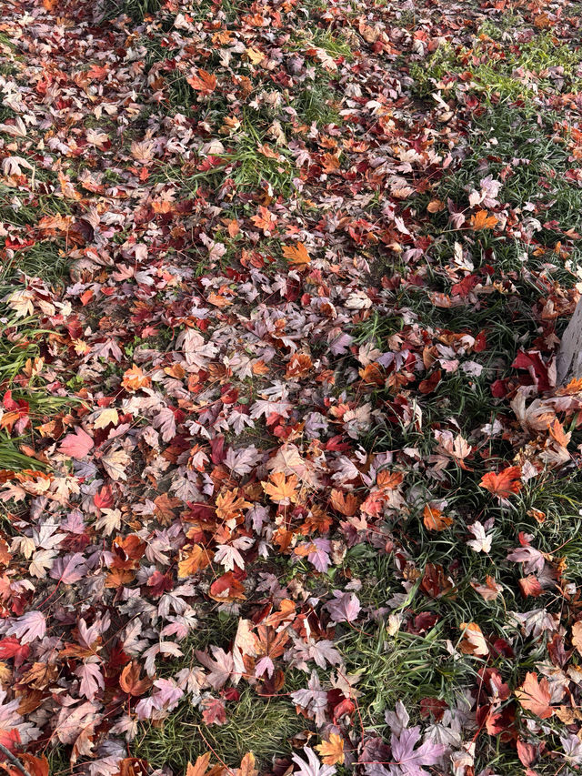 青島秋日漫遊｜把浪漫焊在山海間