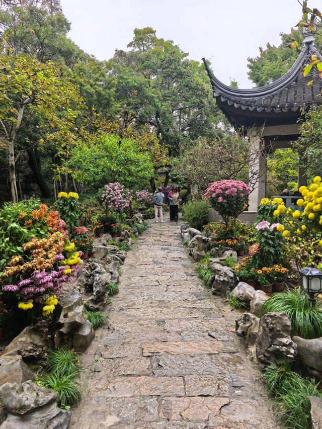 曲水園的菊花展已經幫你們看過了 曲水園的菊花展已經幫你們看過了