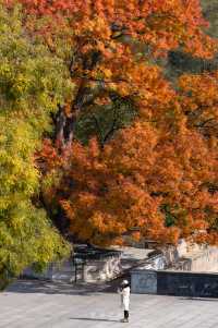 八大處這棵古黃連木，堪稱北京紅葉天花板