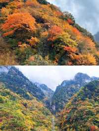 11月中旬平武縣秋日秘境完整攻略