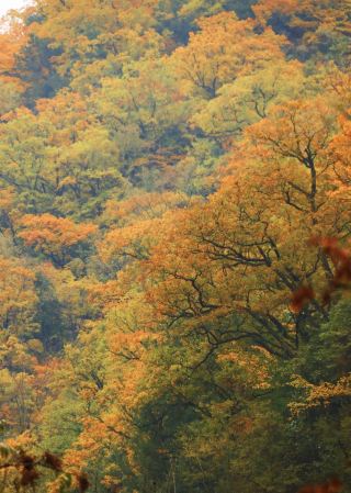 The ultimate autumn foliage in northern Sichuan! Yanjing River’s October secret realm: a 3-day guide to chasing fall colors and avoiding pitfalls