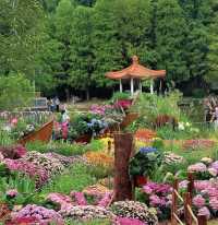 深圳仙湖花展開展啦