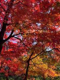 快衝！四方山秋色進入倒數計時模式