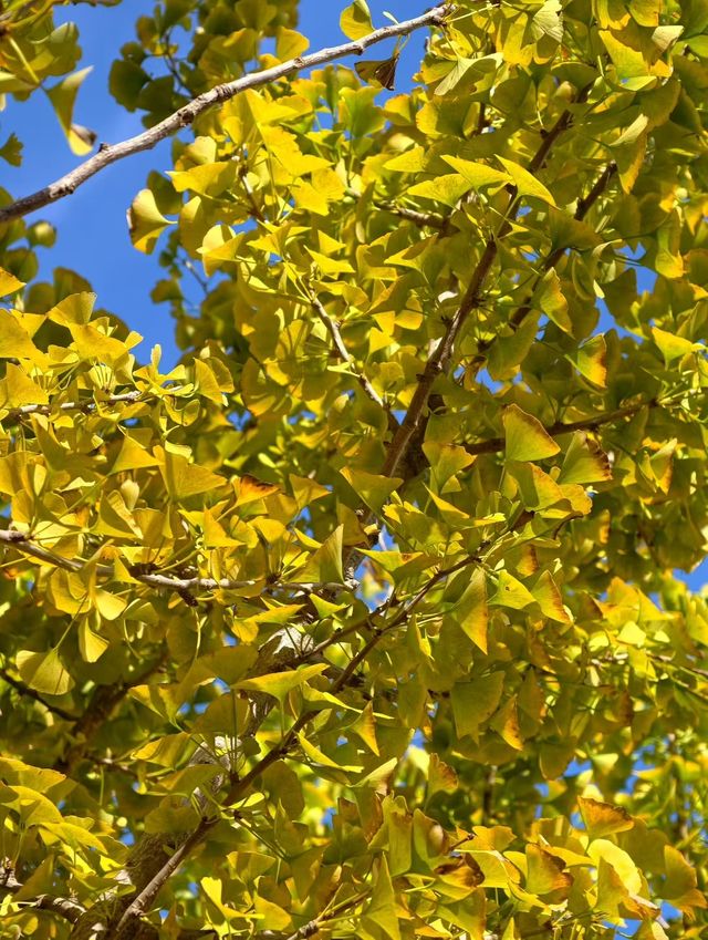 秋之韻：凋零與豐收的交響