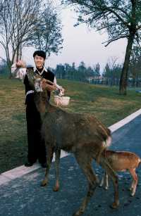 宿遷森迪自駕封神!開著車闖進動物狂歡局