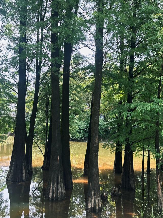 江門圭峰山|綠湖如碧玉嵌翠嶺 環湖暢遊醉氧吧 江門圭峰山|綠湖如碧玉嵌翠嶺 環湖暢遊醉氧吧