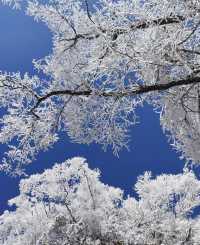 誰懂啊！莽山2025首場霧凇美哭😭 住呢間民宿直接瞓喺度睇冰雪仙境