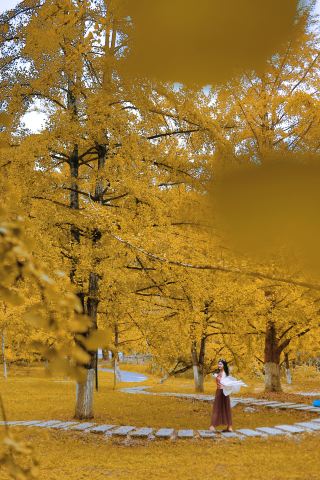 Ginkgo turns autumn gold, a golden appointment in Nanxiong 