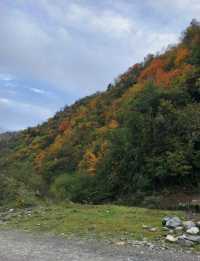 平武沙棘溝彩林形成了,付攻略!