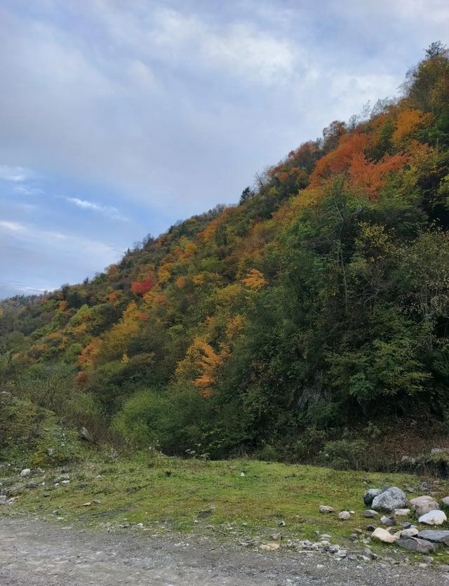 平武沙棘溝彩林形成了,付攻略! 平武沙棘溝彩林形成了,付攻略!