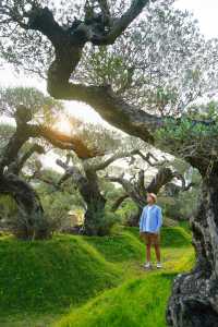 大膽預測這片奇幻森林將成為廣佛新頂流