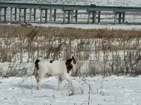 不是北歐，勝似北歐！雪後樺皮嶺