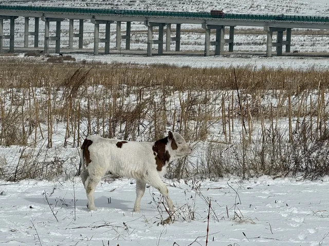不是北歐，勝似北歐！雪後樺皮嶺