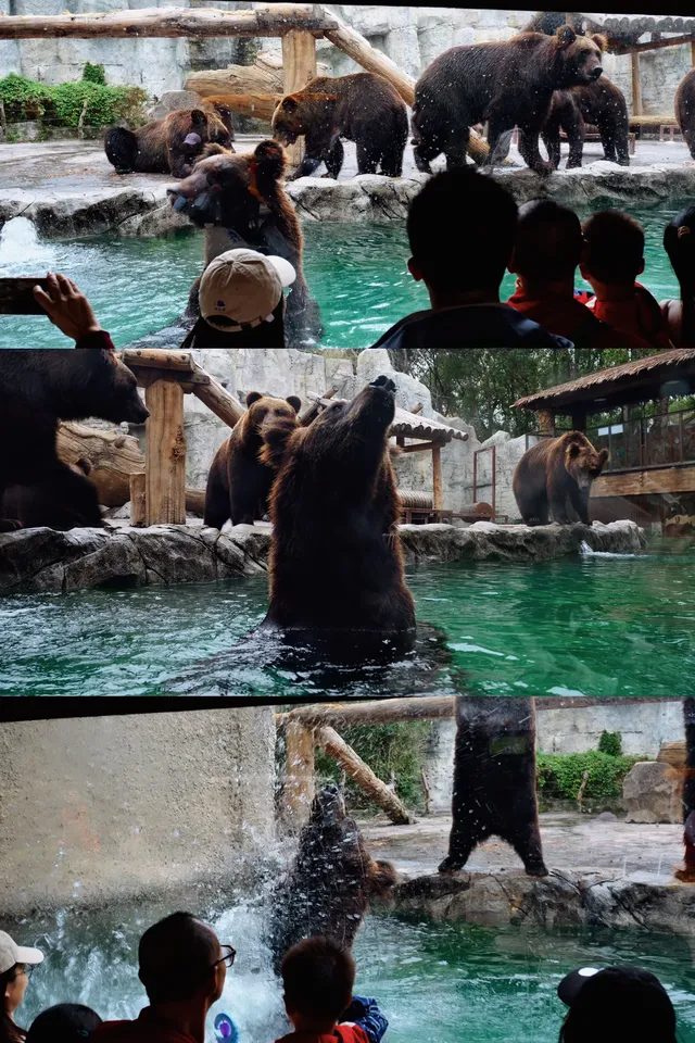 30歲小登一人5h 免門票遊上海野生動物園 30歲小登一人5h 免門票遊上海野生動物園