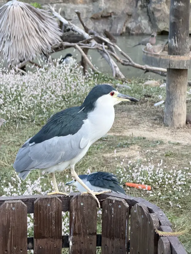 30歲怎麼能錯過上海野生動物園呢