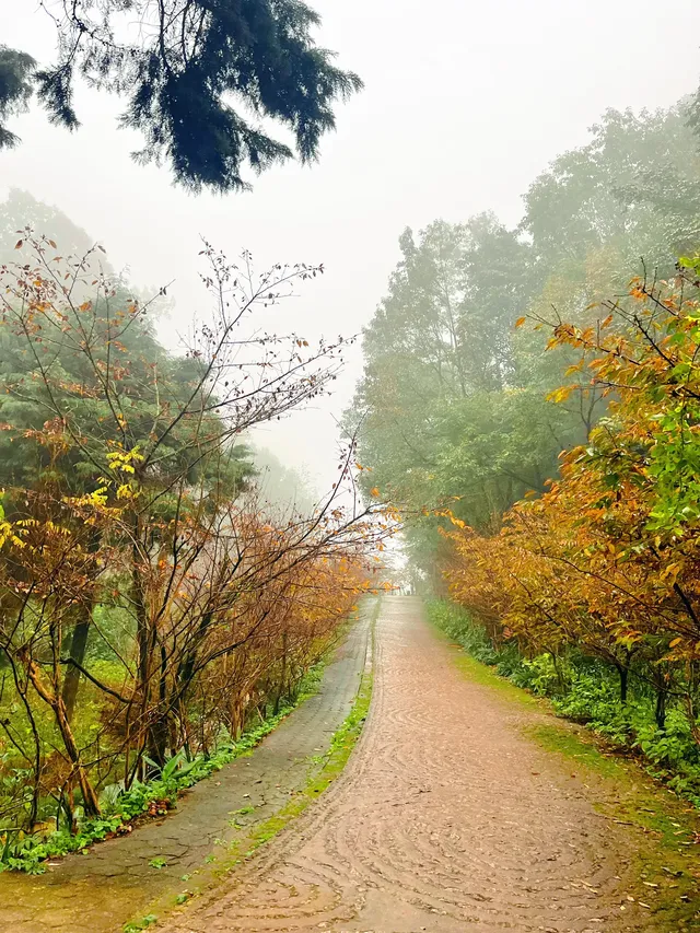 看2025年葛仙山最後一場銀杏雨11.16live