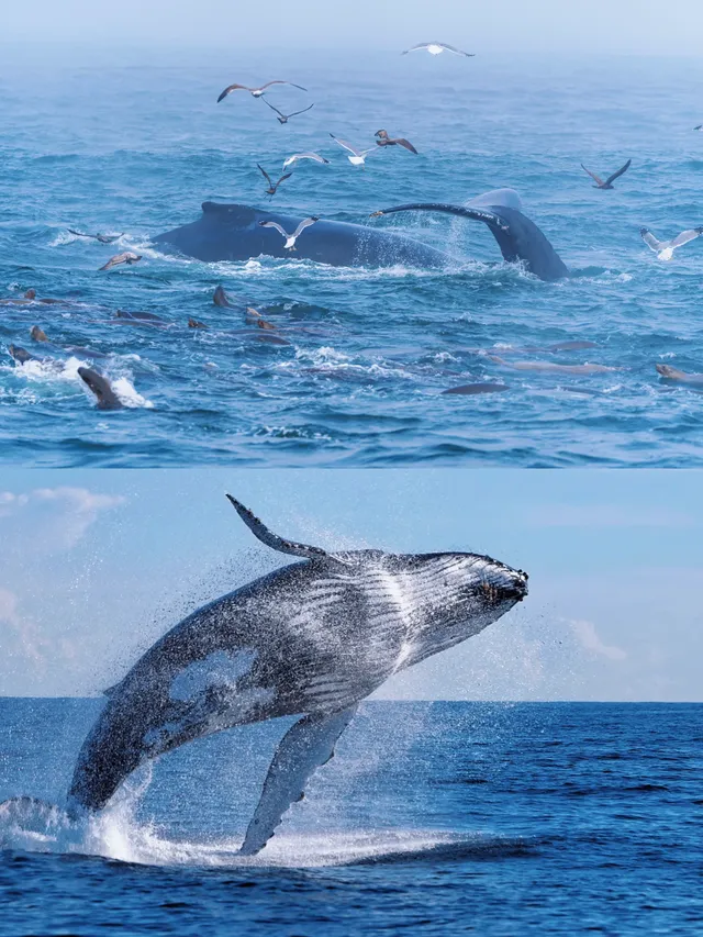 奧克蘭 | 隱藏玩法 與鯨魚海豚浪漫邂逅