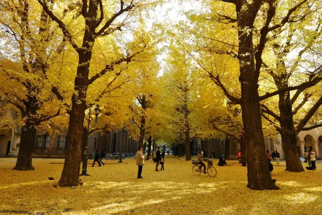 Departing from Shanghai! Complete Guide to the Stunning Ginkgo Viewing Spots at Badujia in the Ginkgo Season