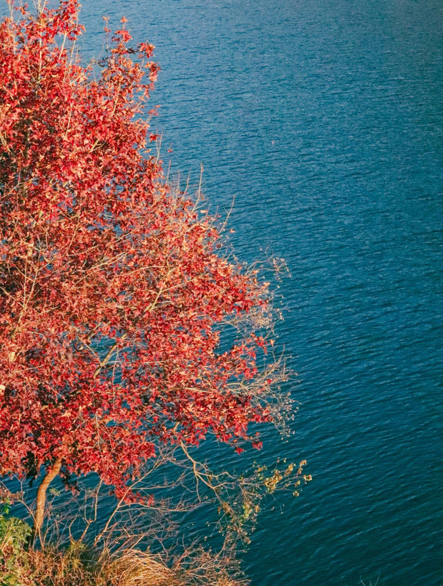 巧英水庫觀星指南