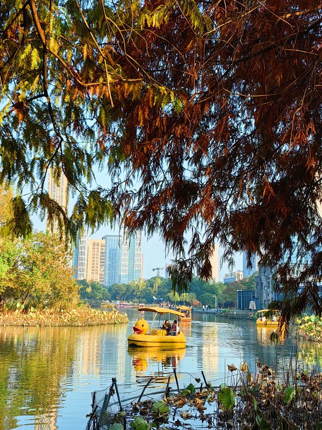 紅杉漸染,來鄞州公園一期邂逅初冬限定浪漫 紅杉漸染,來鄞州公園一期邂逅初冬限定浪漫