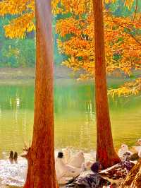 梧桐金雨絕絕子！世紀公園秋日限定攻略