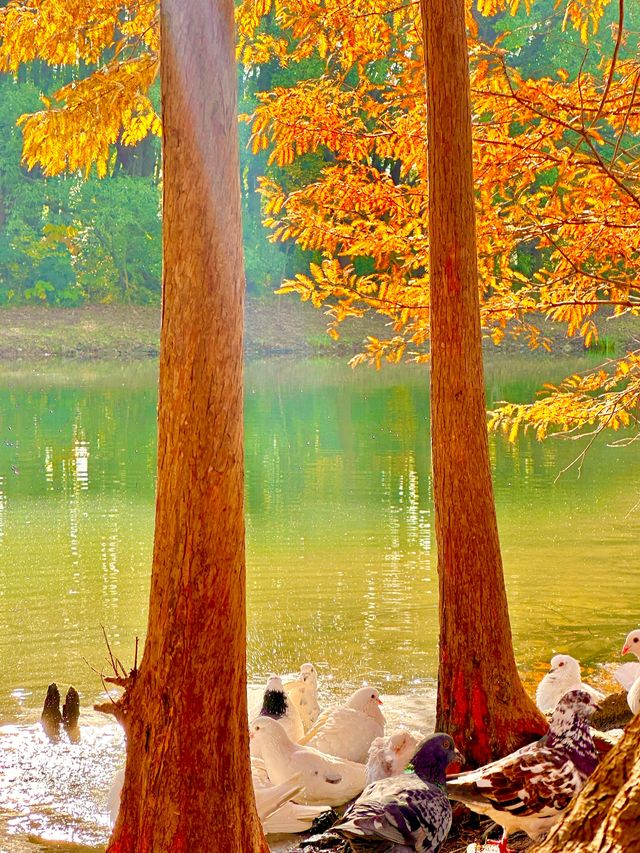 梧桐金雨絕絕子！世紀公園秋日限定攻略