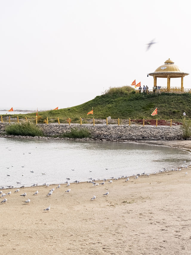 在博斯騰湖餵海鷗 踩細沙 離海最遠的海 在博斯騰湖餵海鷗 踩細沙 離海最遠的海
