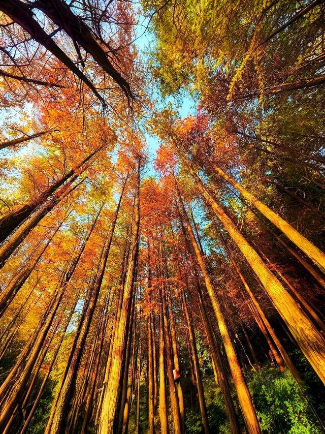 深圳秋冬遊玩攻略:10處落羽杉秘境,絕對不能錯過!! 深圳秋冬遊玩攻略:10處落羽杉秘境,絕對不能錯過!!