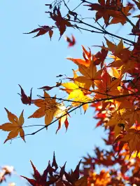 莫干山蔣公古道反穿10KM|楓葉超美