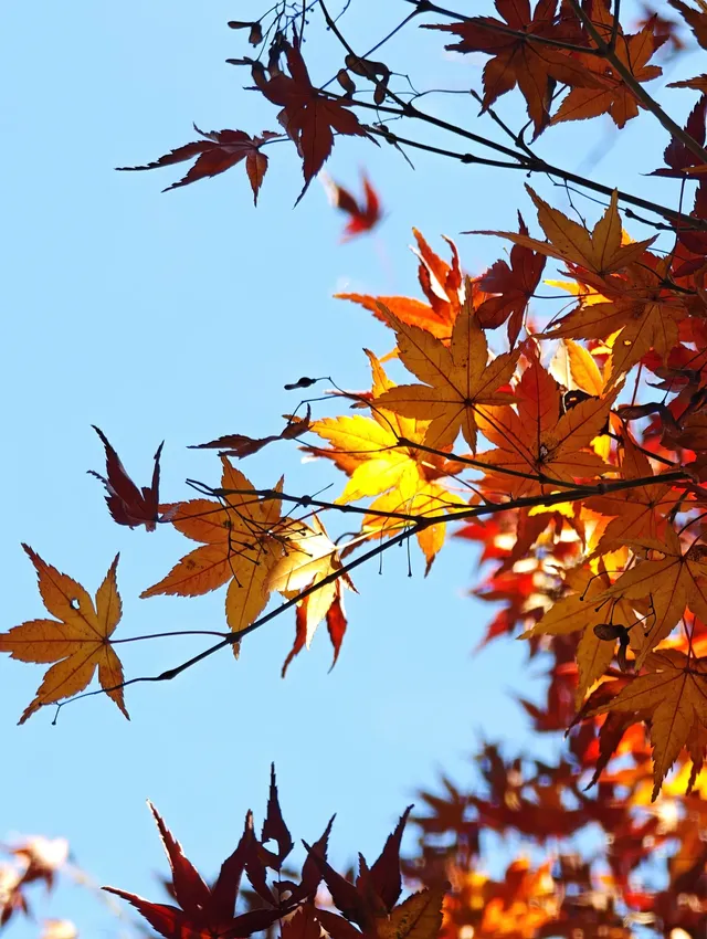 莫干山蔣公古道反穿10KM|楓葉超美 莫干山蔣公古道反穿10KM|楓葉超美