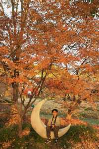 上海最大規模楓葉林濃度已達100%