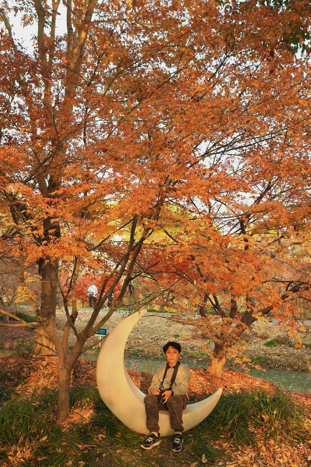 上海最大規模楓葉林濃度已達100%