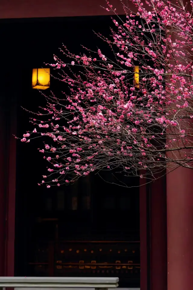 Plum Blossoms Are Blooming in Hangzhou