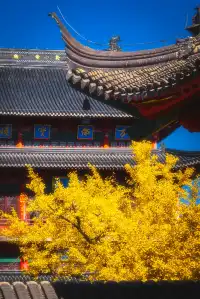 我從未見過如此盛大的銀杏。